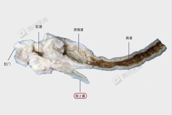 ( 来源:《鸭解剖组织彩色图谱》[6])不过,一般市面上正规屠宰的鸭子