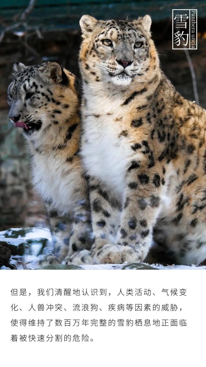 科普视频野生动物雪山之王雪豹
