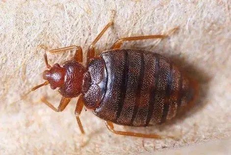 文末有福利家里陪你睡觉的可不止你对象还有