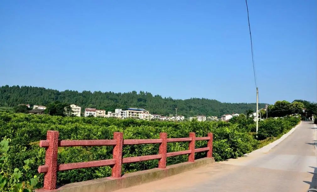 于是,她与村两委沟通交流,流转承包干拱村1500亩土地,组织成立了安岳