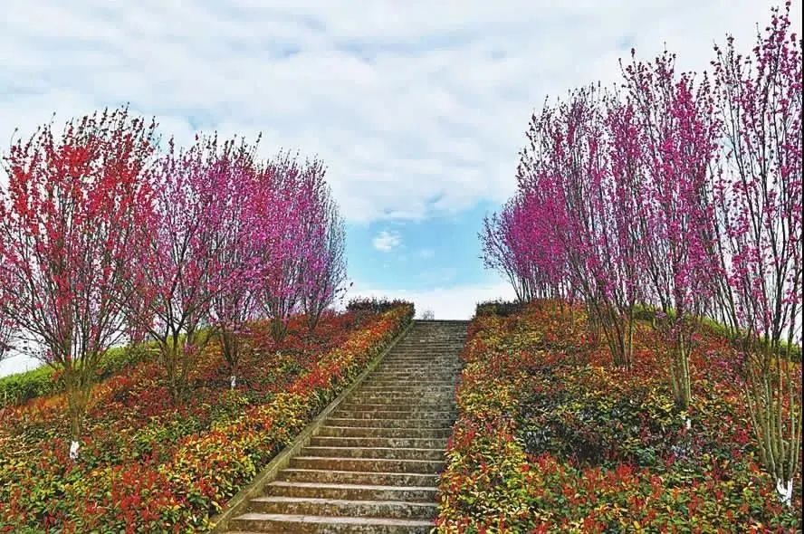 松林花海文化牆南充這個天然氧吧趕緊收藏起來