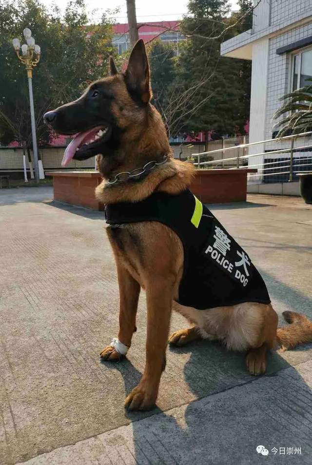 警犬刀锋现状图片