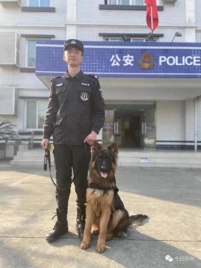 警犬刀锋现状图片