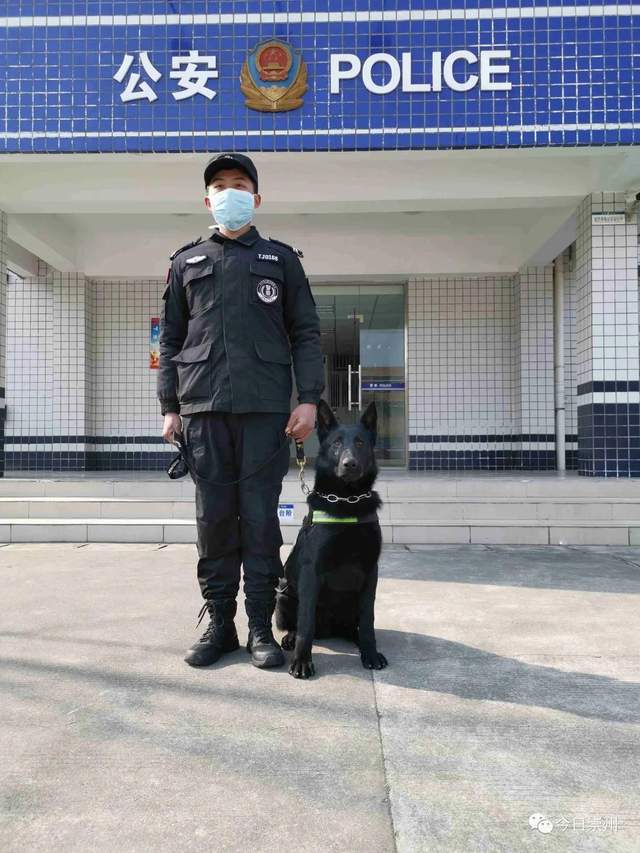 警犬刀锋现状图片