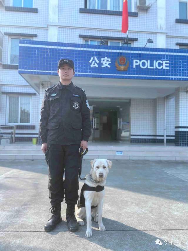 警犬刀锋现状图片