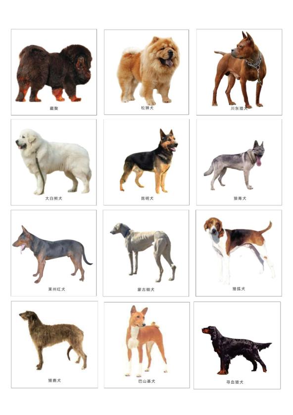 大狗种类名字和图片图片