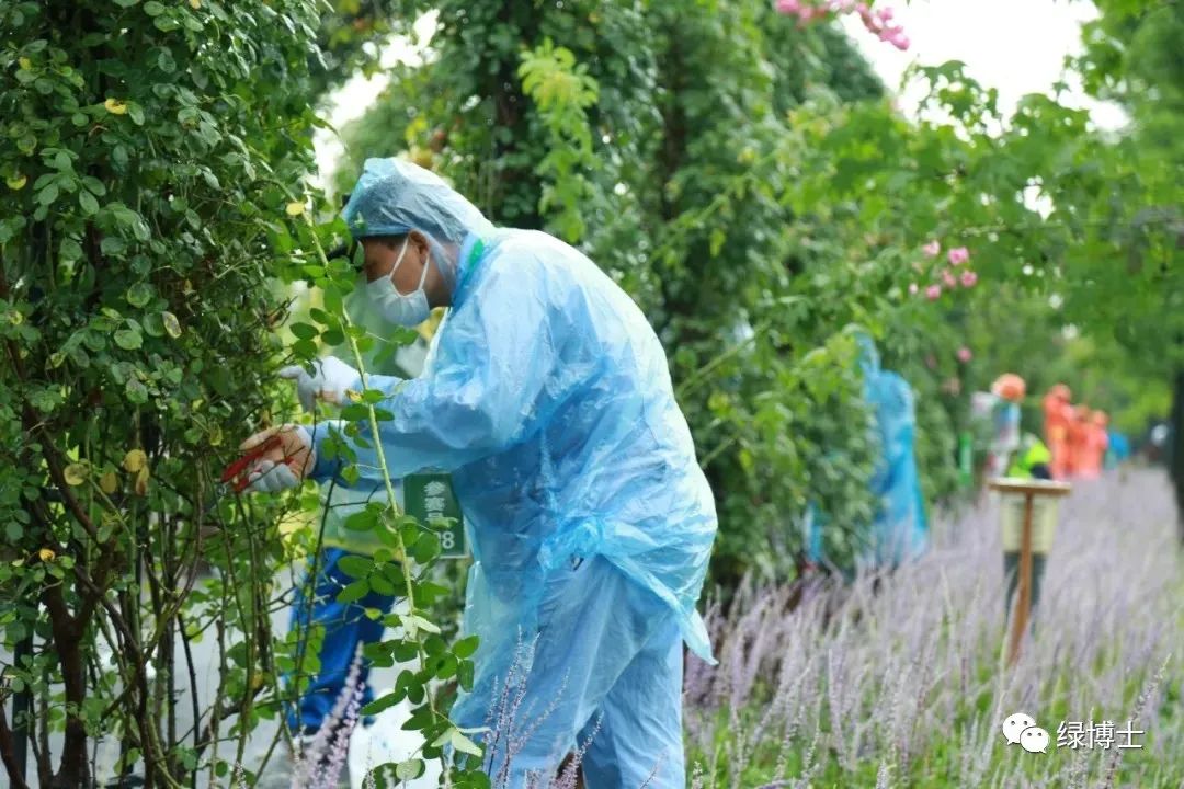 冬季花草养护不停歇带你走近申城这些花灌木养护硬核团队