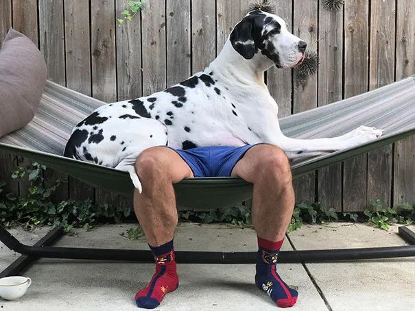 世界上最大的狗比人还高却内心软萌网友这养的真是狗吗