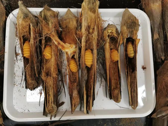 不适感极强在云南被截获的这种虫子它又肥又大