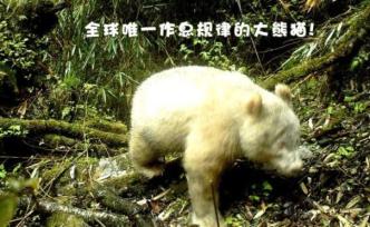 全球唯一白色大熊猫影像公布