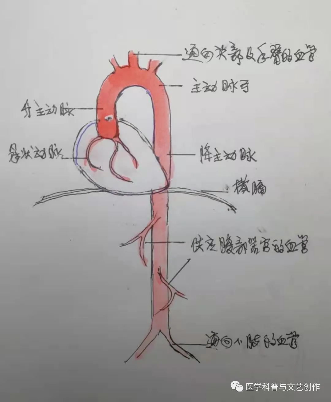 主动脉峡部解剖图图片