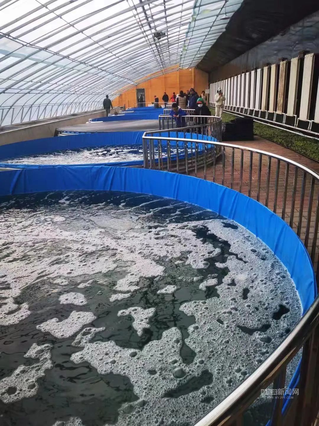 活水养鱼肥水种菜菜净化水丨冰城80后农创客的鱼菜共生基地要丰收了