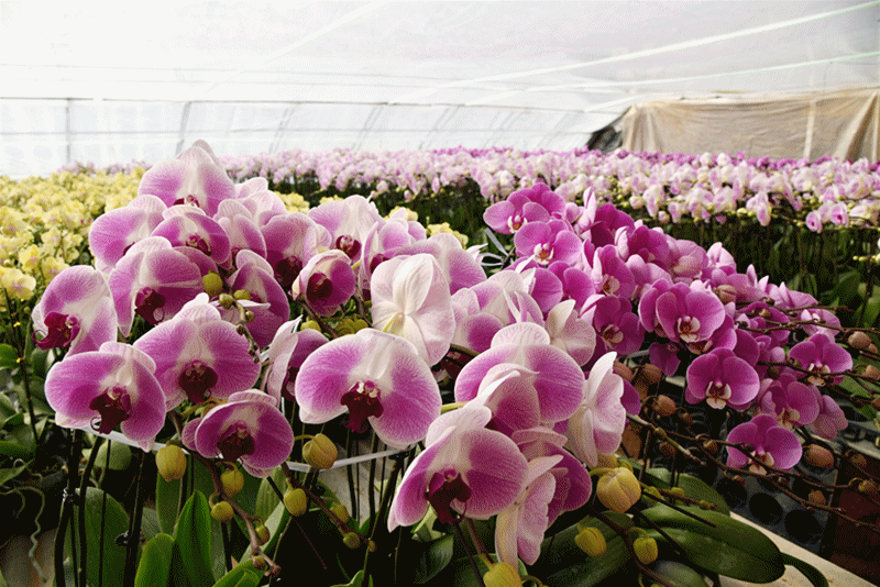 陕西杨凌 春节将至年宵花走俏 媒体 澎湃新闻 The Paper