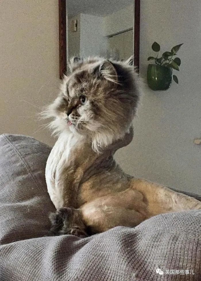 迷惑行为不断的喵星人即使像神经病也阻挡不了它们又萌又好笑