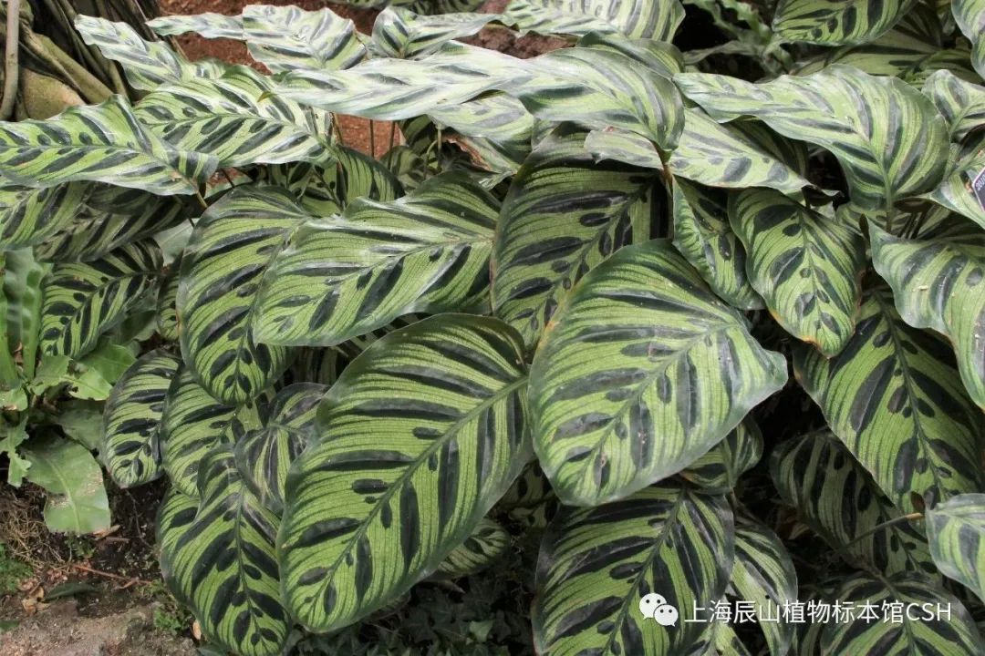 银杏叶为什么会变黄神奇的斑叶植物了解一下