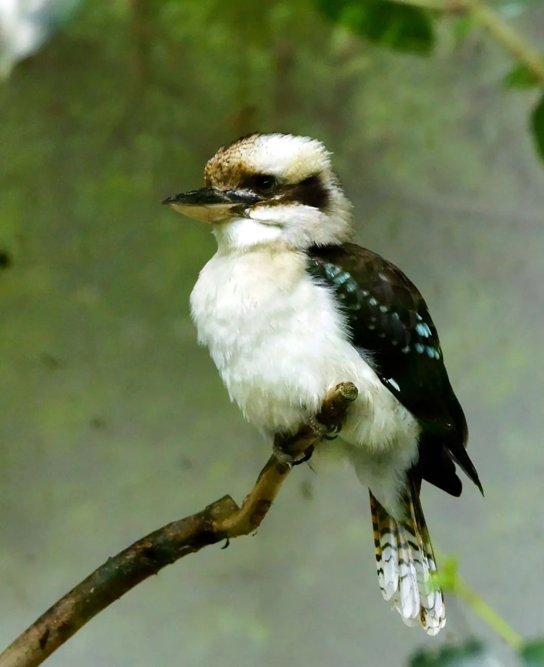 第一个要说的自然就是喇叭鸟和"喇叭腔"无关,和"喇叭"有没有关系呢?