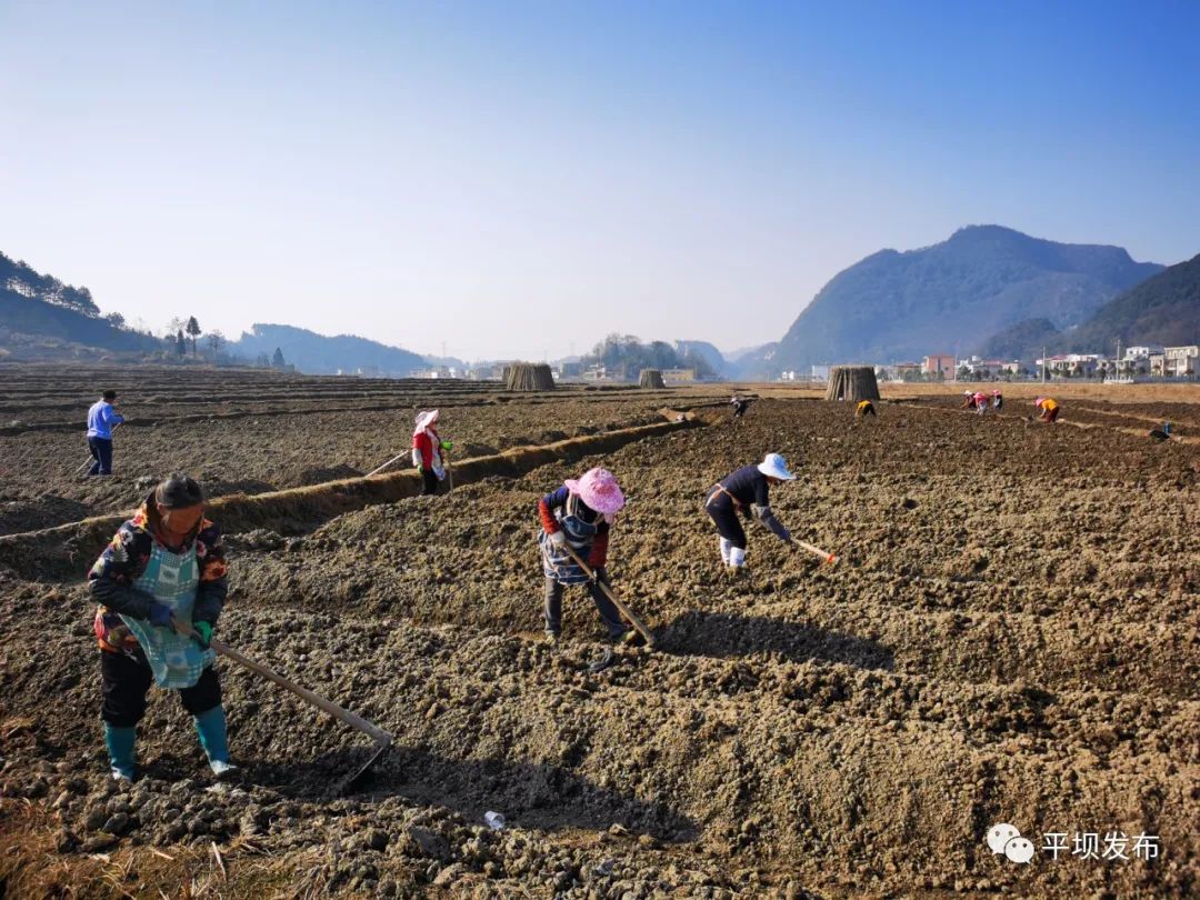 【脱贫攻坚】羊昌乡稻香村:冬闲人不闲 翻土备耕忙
