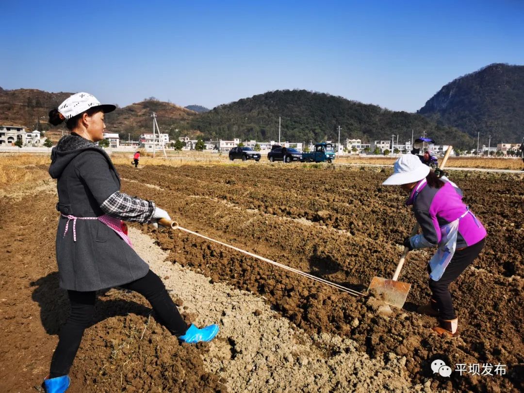 脱贫攻坚羊昌乡稻香村冬闲人不闲翻土备耕忙