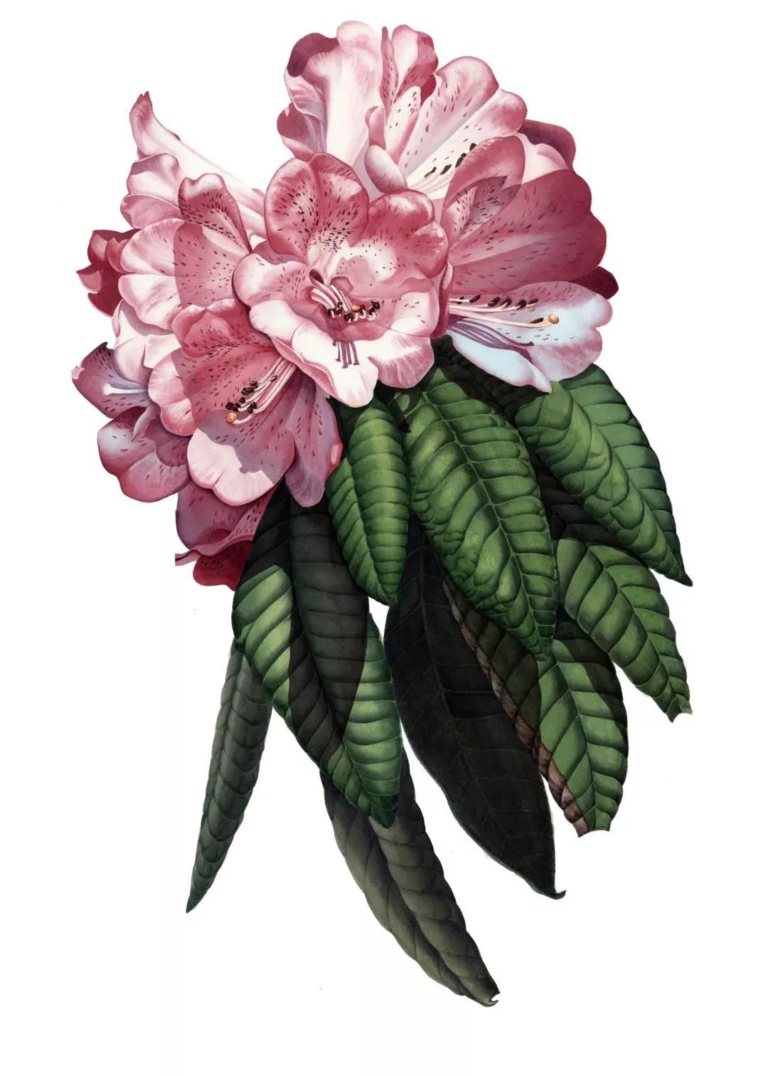 万物有灵,他用画笔绘就大理生物长卷