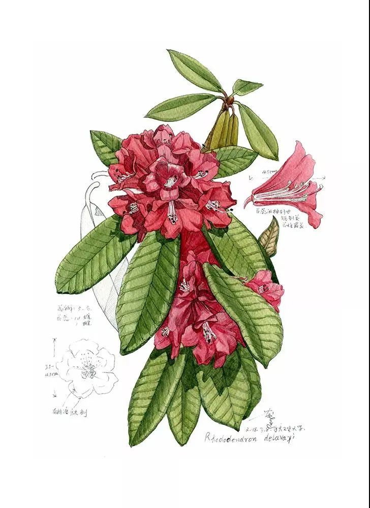 万物有灵,他用画笔绘就大理生物长卷