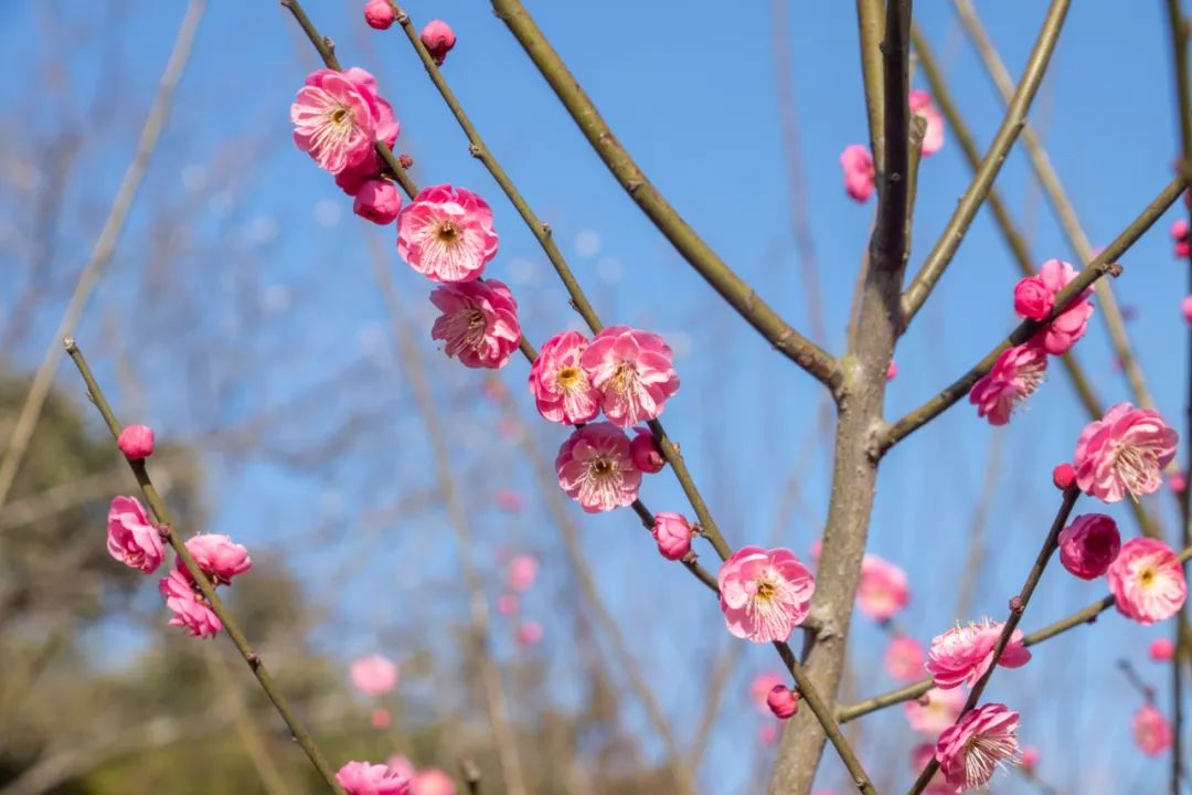 忽然一夜清香发散作乾坤万里春30000株梅花盛开
