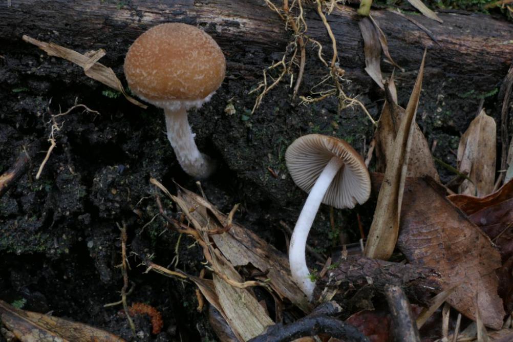 吉林小脆柄菇△浙江省新记录-脆珊瑚菌△浙江省