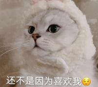 喵！十二生肖里为什么没有猫？