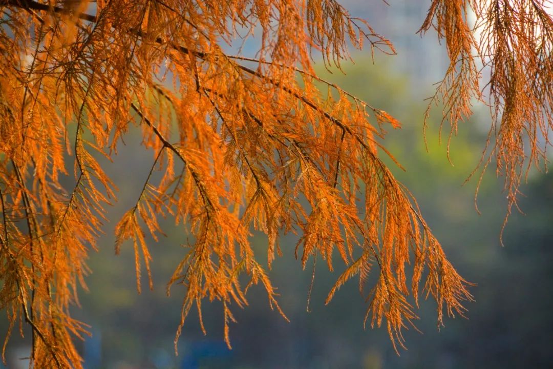 精品禪城落羽杉紅了亞藝公園層林盡染詩意盎然