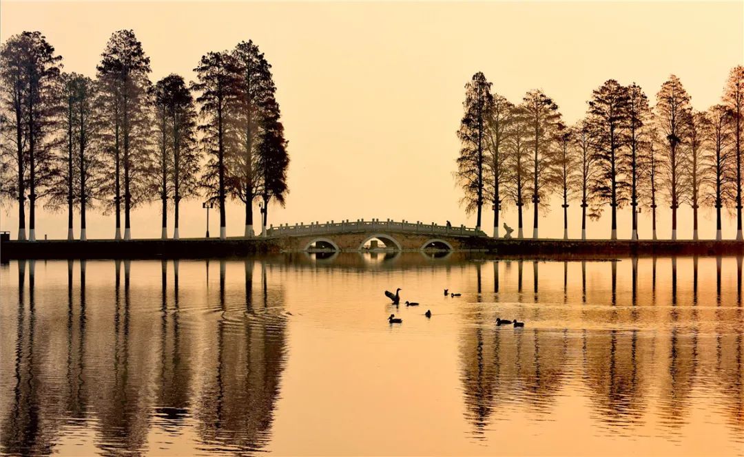 武汉东湖,自上世纪五十年代开始就沿湖堤岸大量种植水杉,其规模之大