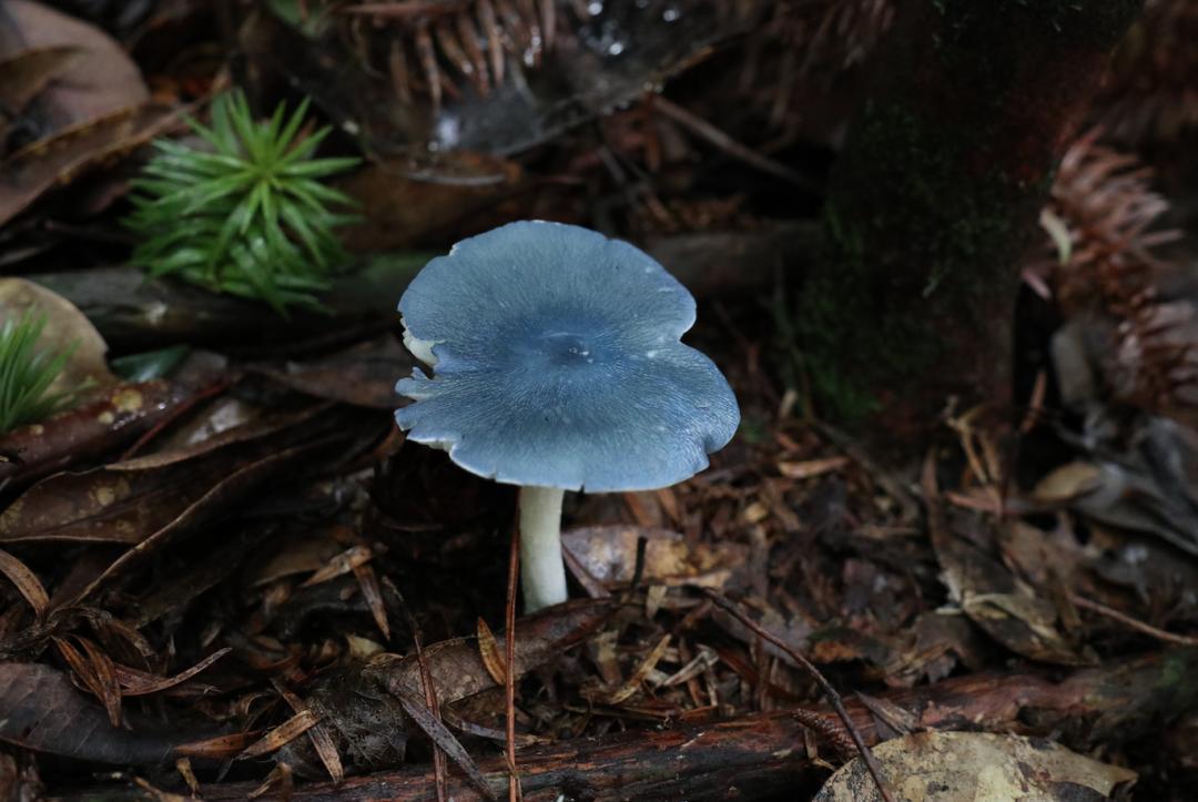 号外号外这里发现全球新物种世界两栖动物家族又添新成员