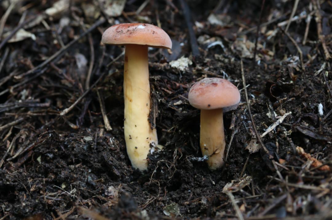 号外号外这里发现全球新物种世界两栖动物家族又添新成员