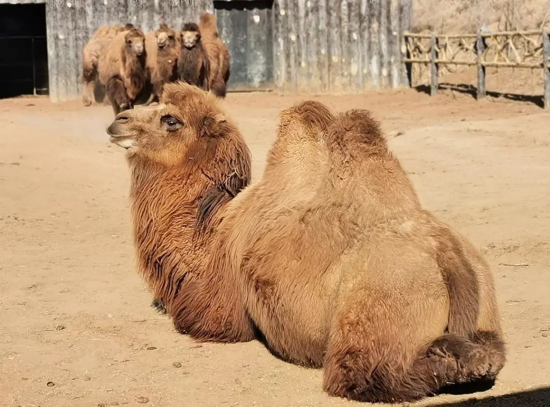 你想知道嗎榆林野生動物園的動物是如何花式過冬的