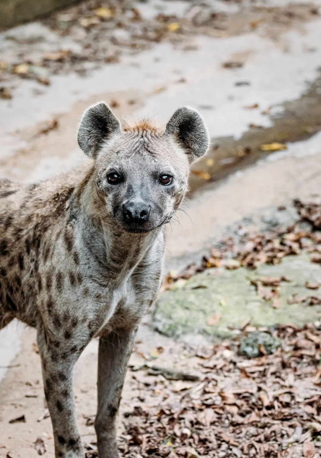 绿色上海在非洲大草原上,斑鬣狗可谓集智慧,耐力,勇敢于一体,但是却总