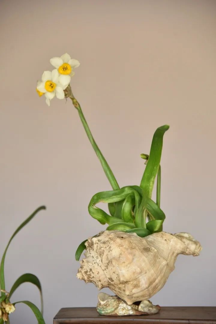 水仙这样玩才灵大师作品了解一下