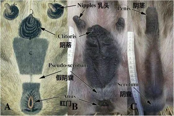 人送外号非洲二哥你猜ta是狮子王里的哪位
