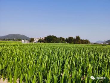 海宴剑兰大丰收 花农却说 政务 澎湃新闻 The Paper