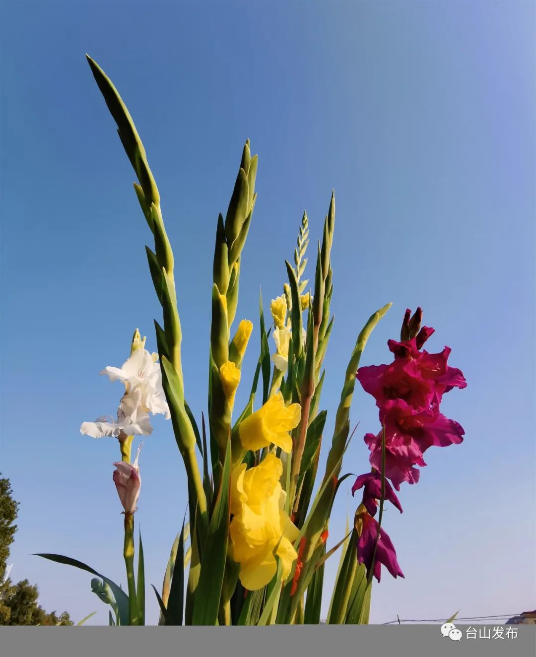 海宴剑兰大丰收 花农却说 政务 澎湃新闻 The Paper