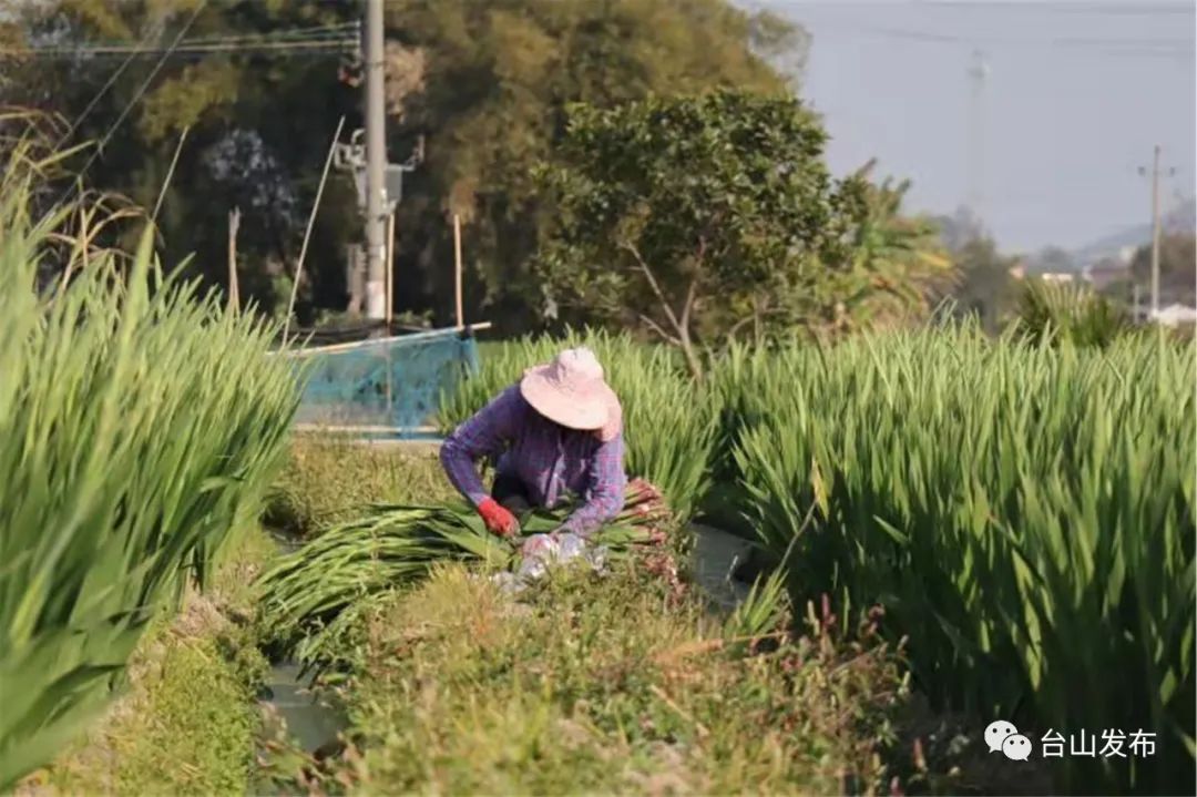 海宴剑兰大丰收 花农却说 政务 澎湃新闻 The Paper
