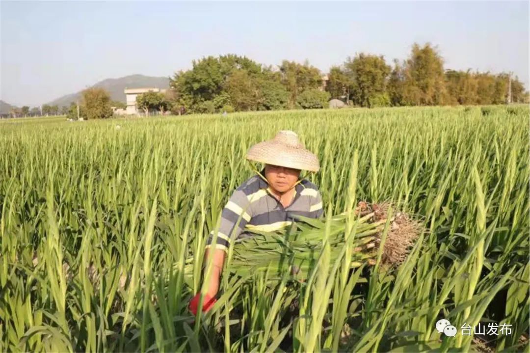 海宴剑兰大丰收 花农却说 政务 澎湃新闻 The Paper
