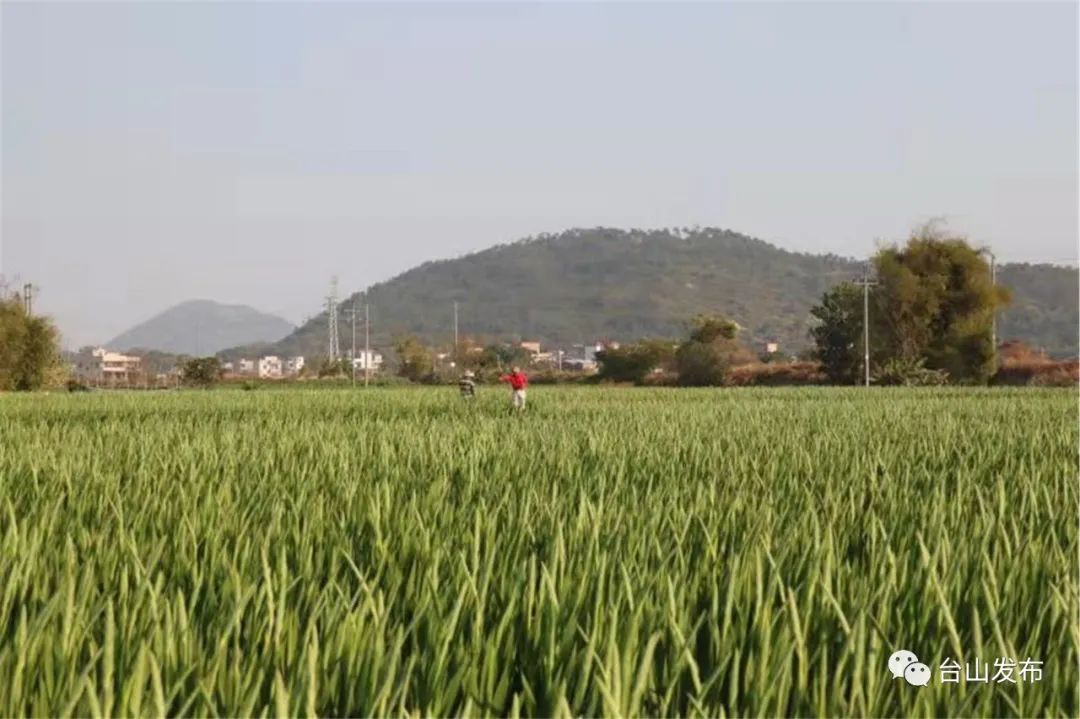 海宴剑兰大丰收 花农却说 政务 澎湃新闻 The Paper