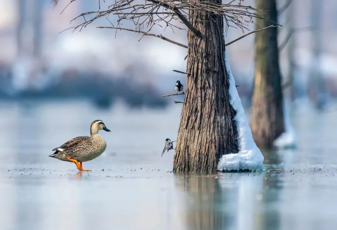 国宝东方白鹳罕见现身南京这些观鸟佳地赶紧安排
