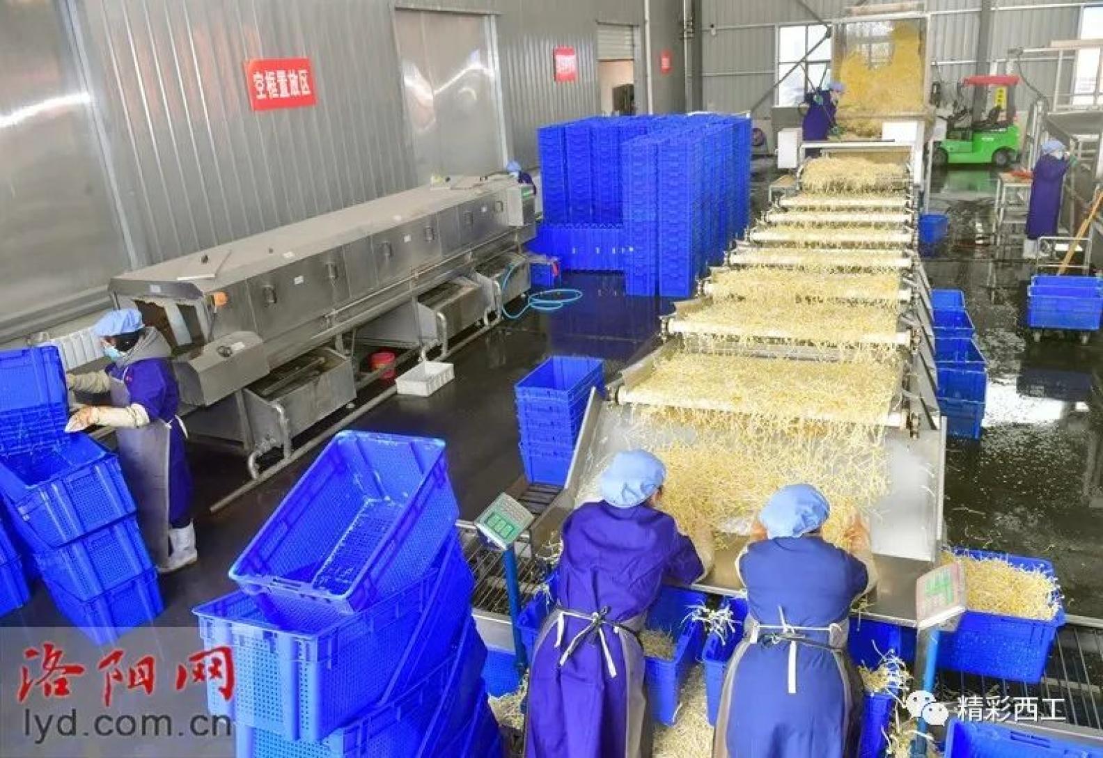 加大豆芽产量丰富市民菜篮子