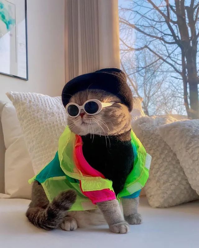 美国这只绅士猫火了时尚穿搭满分网友喵界吴亦凡