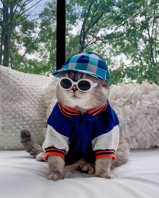 美国这只"绅士猫"火了,时尚穿搭满分,网友:"喵界"吴亦凡_社会_澎湃