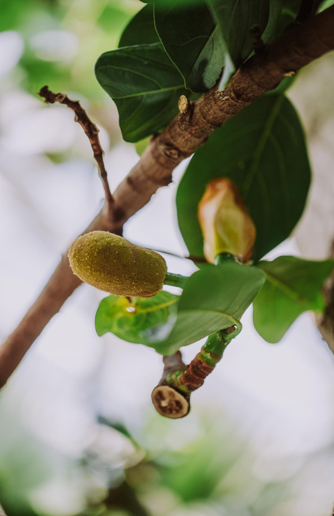 帶你去辰山看菠蘿菠蘿蜜