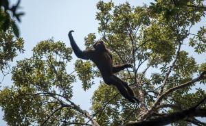 图片故事 | 在高黎贡，等待一只天行长臂猿
