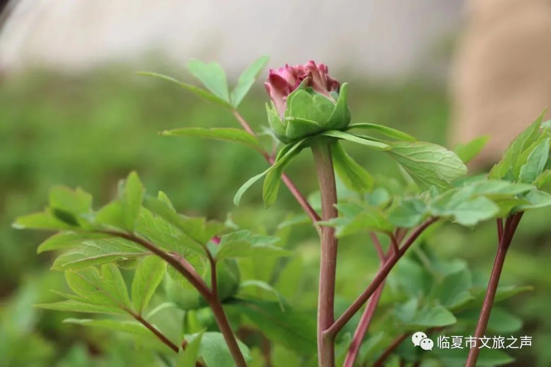 人整齊擺放著一盆盆牡丹在牡丹繁育基地隆冬時節含苞待放的牡丹花今天