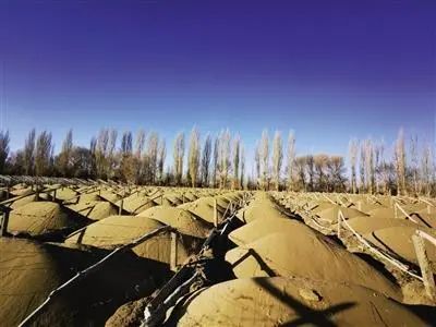 被砍伐的林地大多已完成起垄和整架,用于葡萄种植。图据经济参考报