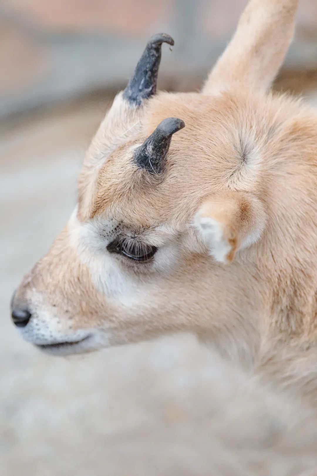 萌上海动物园迎来2021年第一位牛宝宝