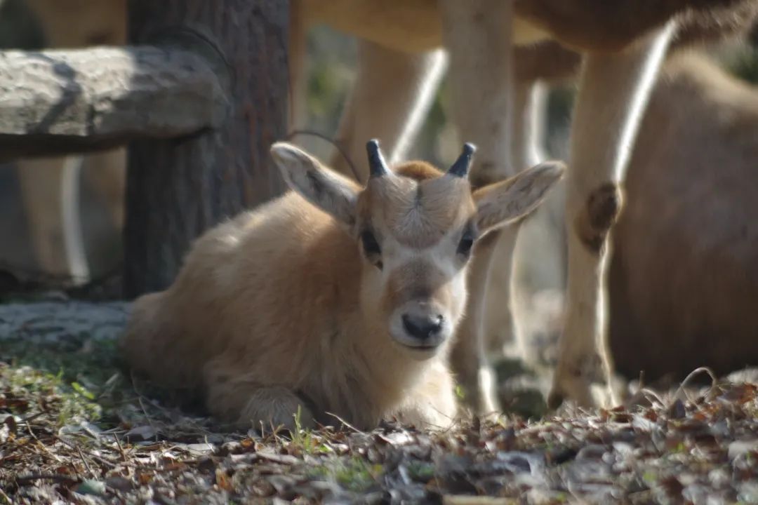 萌上海动物园迎来2021年第一位牛宝宝